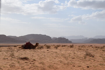 A camel in the sand of the desert amidst a beautiful landscape, Wadi Rum Desert, Jordan