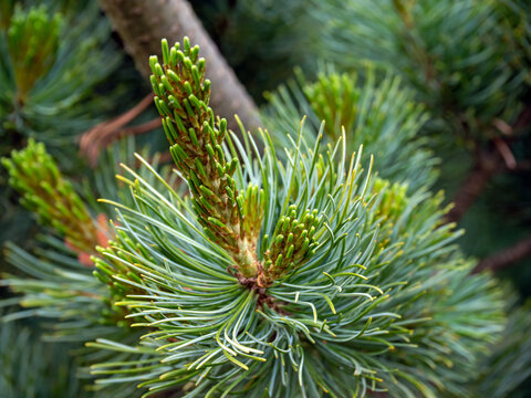 Pinus parviflora, also known as five-needle, Ulleungdo, white or Japanese pine native to Korea and Japan.