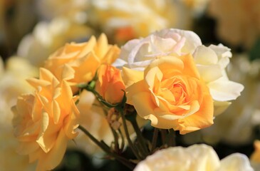 Delicate cream roses in the Park in spring