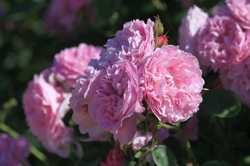 Beautiful pink roses in the Park in spring