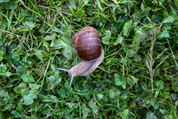 snail on a leaf
