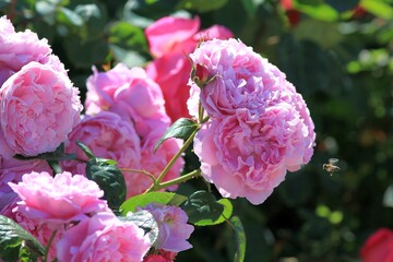 Beautiful pink roses in the Park in spring