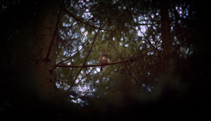 Glaucidium passerinum sits on a branch at night and looks at the prey, attractive owl portrait
