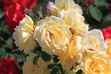 Delicate cream roses in the Park in spring