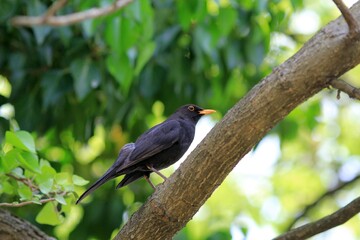 Blackbird Turdus merula on a branch in the Park