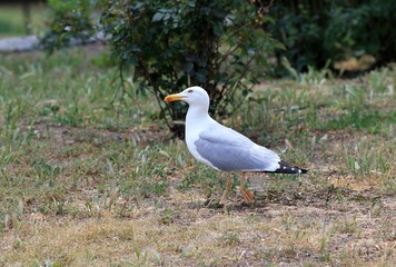 Larus argentatus bird in the Park