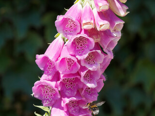 (Digitalis purpurea) Close up on Foxglove or common foxglove with bell-shaped purple pink flowers 