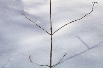 Opposite branching for tree identification
