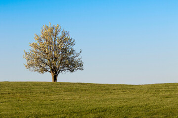 Fototapeta na wymiar Lonely Pear tree in the field
