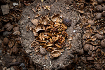 Pile of Crushed walnuts on the wooden stump, autumn nuts top view, horizontal image of food