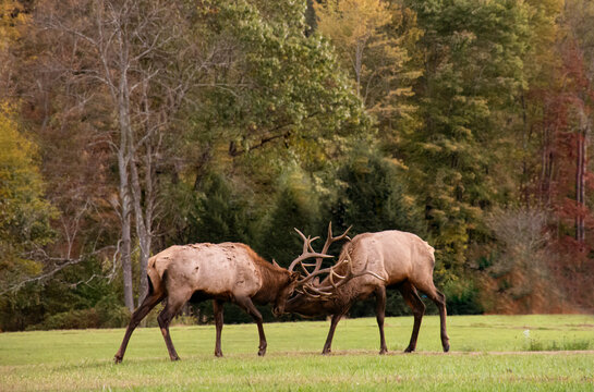Elk Fighting © Elizabeth