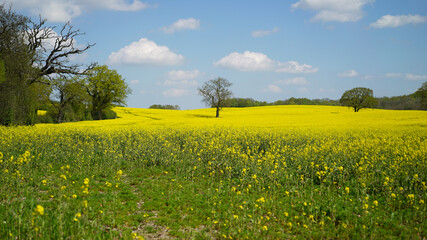 yellow rapeseed (also canola) field with a tree in the middle in northern Germany