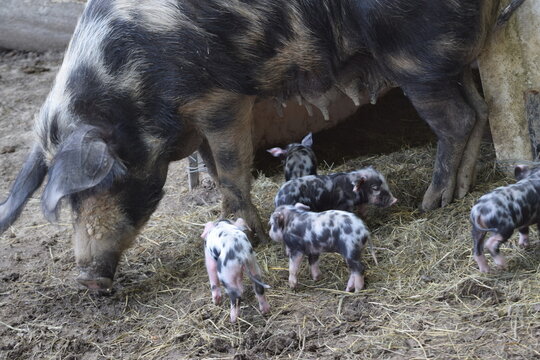 Mama Pig and her newborn baby piggys, Animal Park Bretten, Germany