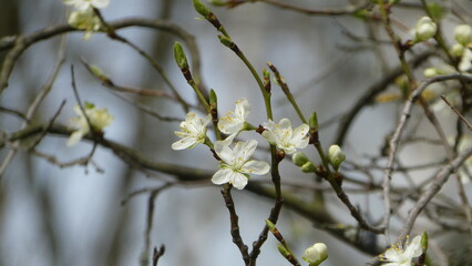 Kirschblüte / Cherry Blossom (close up)