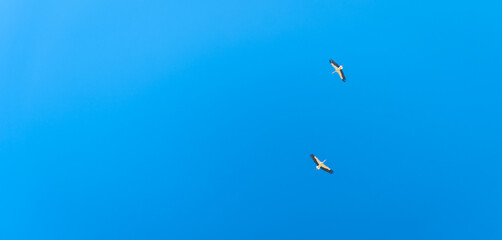 couple of stork flying in the blue sky. banner with copy space