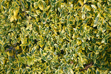 natural background with a bush with beautiful green and yellow leaves