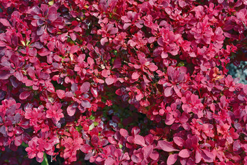 Obraz premium natural low bush with beautiful pink leaves