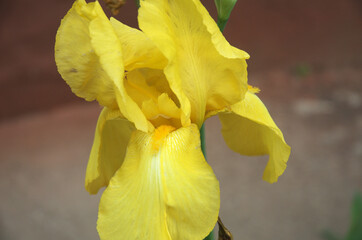 yellow iris flower close-up