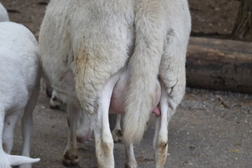 White sheep with a thick udder from behind, Animal Park Bretten, Germany
