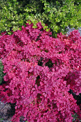 Obraz premium Natural red and green plants as background
