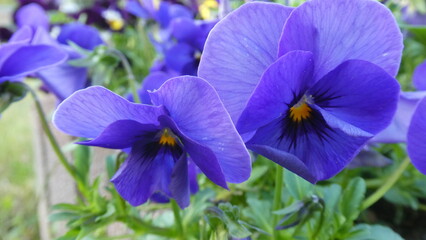 Blaues Stiefm&uuml;tterchen (close up)