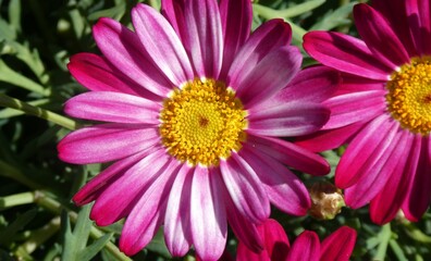 Margarite / Marguerite (close up)