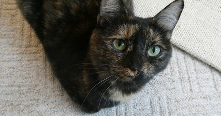 Katze mit gr&uuml;n-blauen Augen