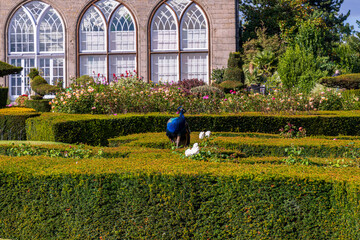 Peacock strolling at Warwick Castle, United Kingdom