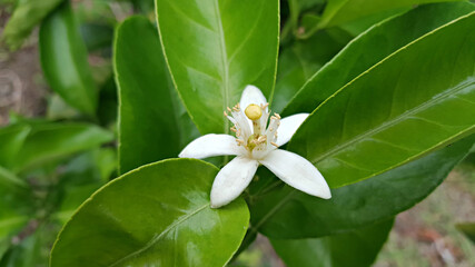 한국 제주도 귤나무에 핀 귤꽃