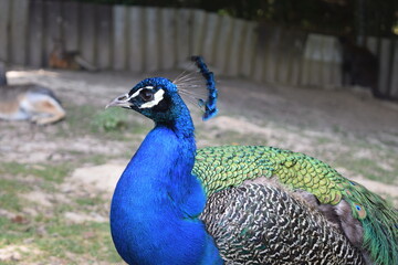 Colourful male peacock with pampas hare, maras, dolichotinae in the background, animal park...