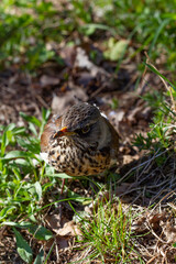 Thrush closeup on grass background