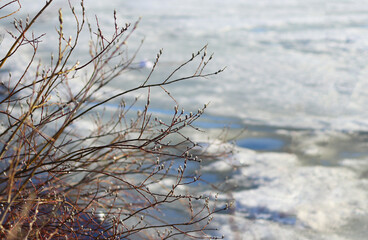 Willow branches with gray swollen buds on the background of a thawed snow pond in the sun in early...