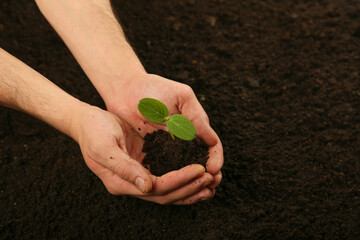 development concept. human hands holding sprouted plant over the soil top view