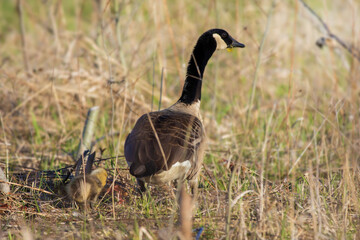 Mother Canada Goose