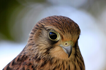 Close-up of a falcon on the lookout for prey.