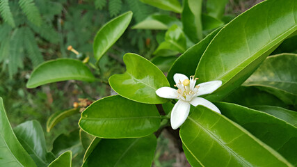 한국 제주도 귤나무에 핀 귤꽃