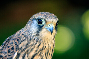 Close-up of a falcon on the lookout for prey.