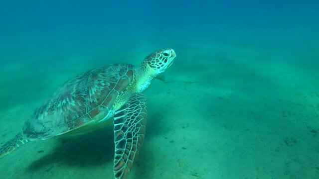Sea turtle resting under the surface of blue water swinging on the waves, takes a breath and swoop down to the sandy bottom. Low-angle shot, Green Sea Turtle (Chelonia mydas), Red Sea, Egypt