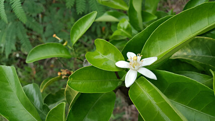 한국 제주도 귤나무에 핀 귤꽃