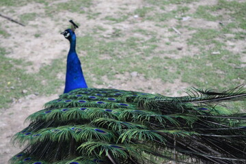 Obraz premium A colorful male peacock from behind in the Animal Park Bretten, Germany