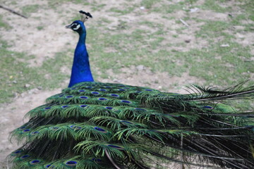 Fototapeta premium A colorful male peacock from behind in the Animal Park Bretten, Germany