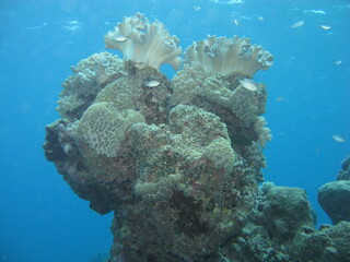 Beautiful coral block in Great Barrier Reef