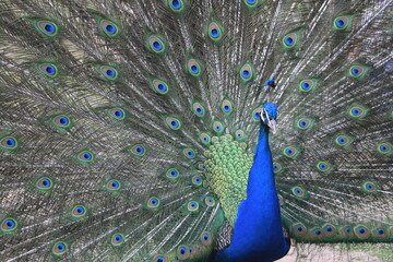 Obraz premium A male peacock shows the beautiful colors of its green-blue feathers and beats a wheel, animal park Bretten, Germany