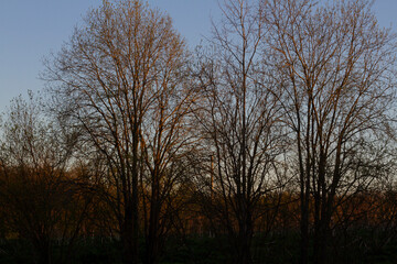 Trunks and branches of trees without leaves closeup lit by the sun on a highly blurred background