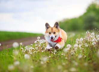 funny Corgi dog puppy is running merrily through a blooming meadow with white fluffy dandelions