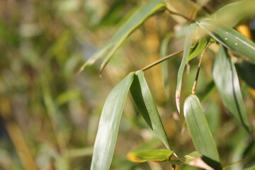 Naklejka premium Bamboo background with green leaves and tropical branches defocussed behind with copy space 