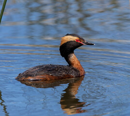 Horned Grebe during spring migration.