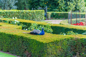 Peacock strolling at Warwick Castle, United Kingdom