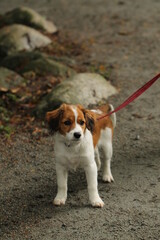 Kooikerhondje small spaniel-type dog puppy 6 months old