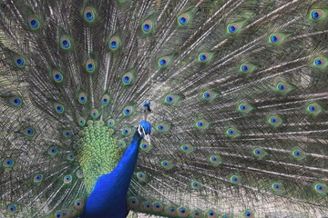 Fototapeta premium A male peacock shows the beautiful colors of its green-blue feathers and beats a wheel, animal park Bretten, Germany
